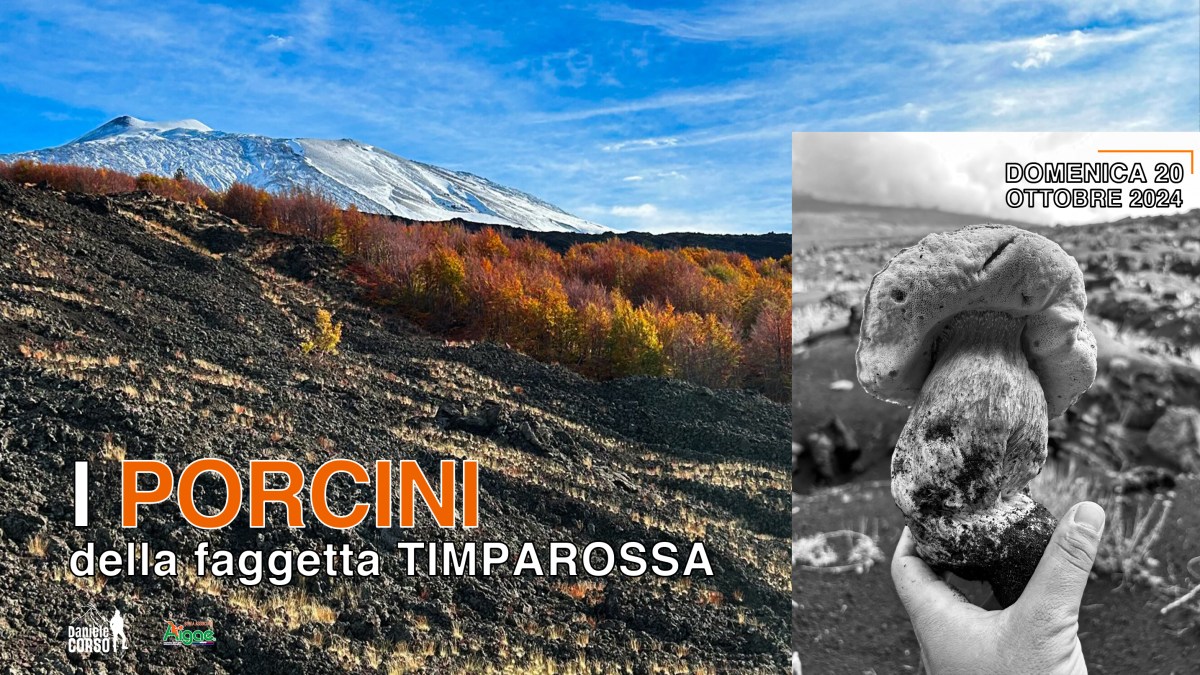 I PORCINI DELLA FAGGETA&nbsp;TIMPAROSSA