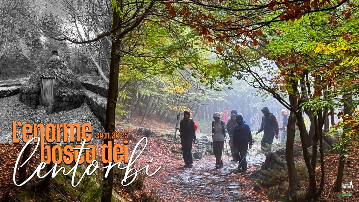 L’ENORME BOSCO DEI&nbsp;CENTORBI